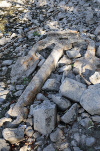 Historisches Niedrigwasser im Rhein bei Bornheim