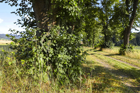 NATUREART Bodypainting LINDENALLEE (Modell: Tatjana Heinz / Projektfotograf: T. Skupin)
