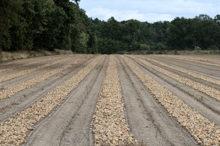 Zwiebelernte 2026 in Bahnsen