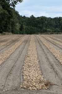 Zwiebelernte 2026 in Bahnsen