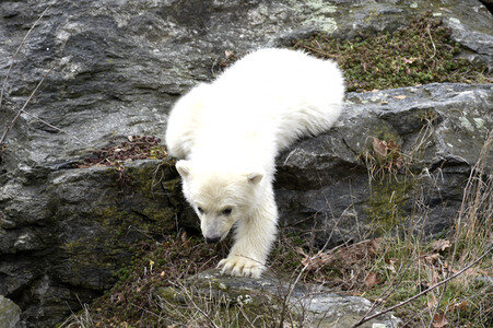 Fototermin mit Eisbärbaby in Berlin