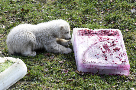 Eisbärtaufe im Tierpark Hellabrunn in München