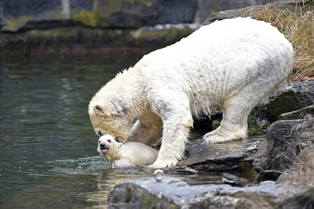 Fototermin mit Eisbärbaby in Berlin