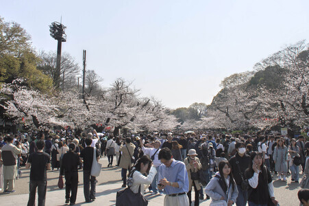 Kirschblüte in Tokio