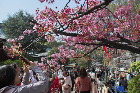 Kirschblüte in Tokio