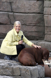 Walross Taufe im Tierpark Hagenbeck, Hamburg