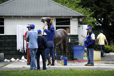 California Chrome bei den Belmont Stakes 2014, Elmont