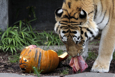 Halloween bei den Sibirischen Tigern, Hamburg