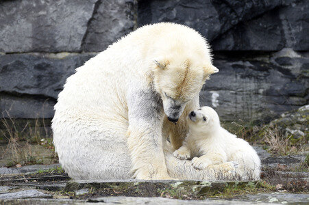 Fototermin mit Eisbärbaby in Berlin