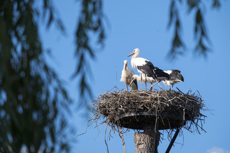 Storchennest in Wall