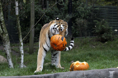 Halloween bei den Sibirischen Tigern, Hamburg