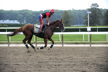 California Chrome bei den Belmont Stakes 2014, Elmont