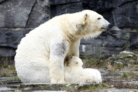Fototermin mit Eisbärbaby in Berlin