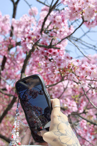 Kirschblüte in Tokio