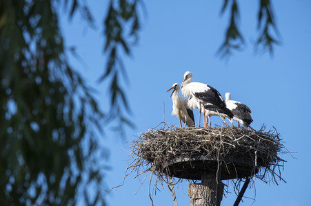 Storchennest in Wall