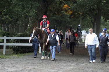 California Chrome bei den Belmont Stakes 2014, Elmont
