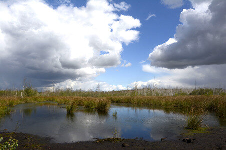 Totes Moor in Neustadt