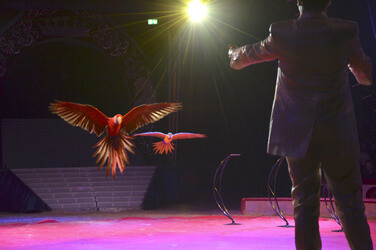 'Evolution' Weltpremiere im Circus Krone, München