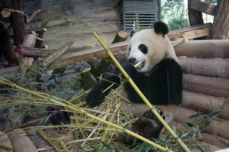 Eröffnung der Pandabären-Anlage im Zoo Berlin