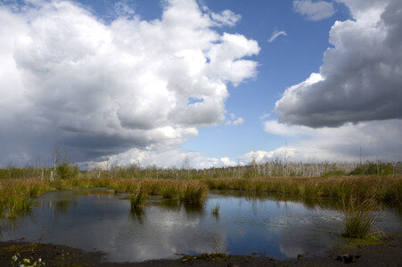 Totes Moor in Neustadt