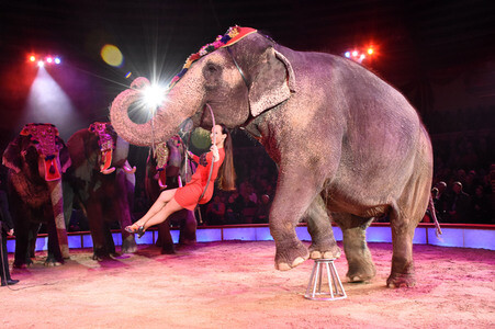Premiere 3. Winterprogramm 2018 des Circus Krone in München