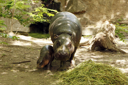 Fototermin mit Zwergflusspferd und Patin Enie van de Meiklokjes in Berlin