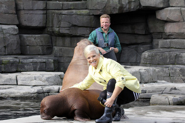 Walross Taufe im Tierpark Hagenbeck, Hamburg