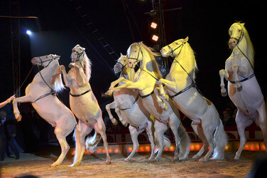 'Evolution' Weltpremiere im Circus Krone, München