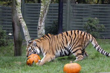 Halloween bei den Sibirischen Tigern, Hamburg