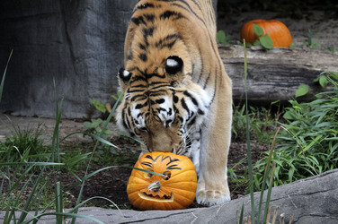 Halloween bei den Sibirischen Tigern, Hamburg