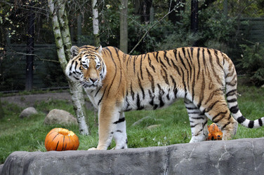 Halloween bei den Sibirischen Tigern, Hamburg
