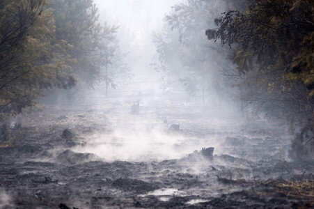 Waldbrandbekämpfung bei Treuenbrietzen