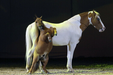Apassionata Show 'Die goldene Spur', Dortmund