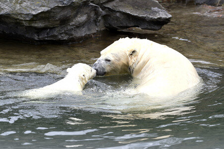 Fototermin mit Eisbärbaby in Berlin