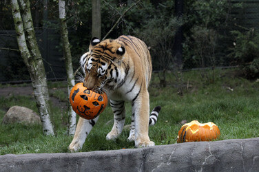 Halloween bei den Sibirischen Tigern, Hamburg