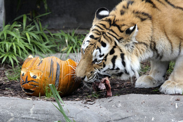 Halloween bei den Sibirischen Tigern, Hamburg