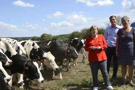 Angela Merkel besucht einen Milchbauernhof in Nienborstel