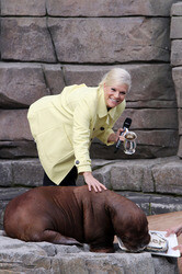 Walross Taufe im Tierpark Hagenbeck, Hamburg