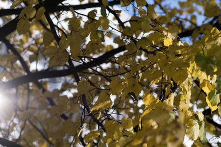 Symbolfoto Herbst