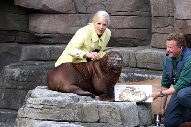 Walross Taufe im Tierpark Hagenbeck, Hamburg