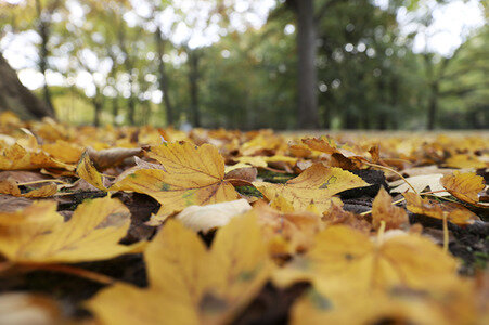 Herbstimpression Berlin