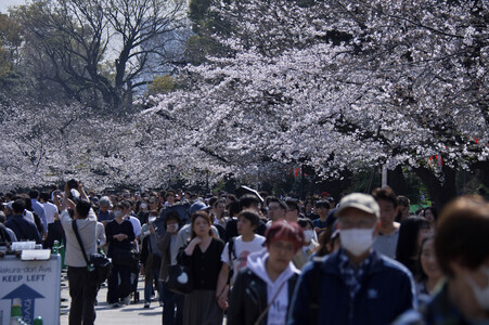 Kirschblüte in Tokio