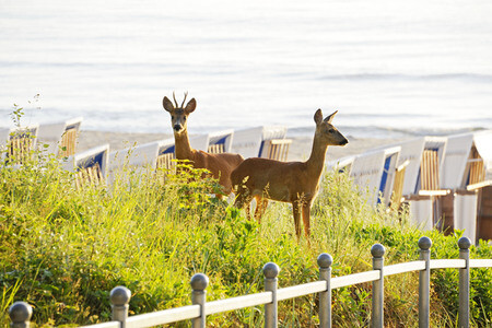Rehe im Ostseebad Binz auf Rügen