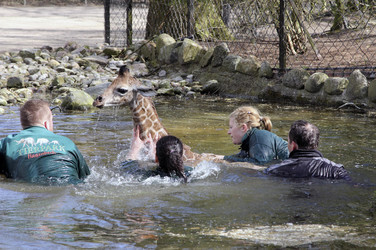 Giraffenunfall im Tierpark Hagenbeck, Hamburg