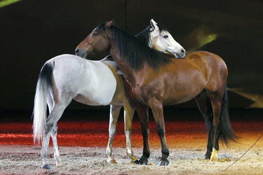 Apassionata Show 'Die goldene Spur', Dortmund