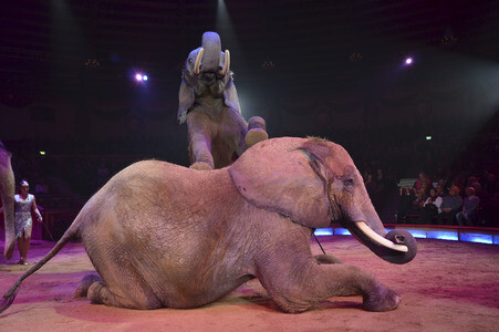 Premiere der 3. Winterspielzeit des Circus Krone in München