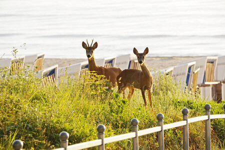 Rehe im Ostseebad Binz auf Rügen
