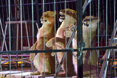 'Evolution' Weltpremiere im Circus Krone, München