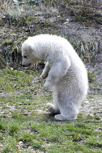 Eisbärtaufe im Tierpark Hellabrunn in München