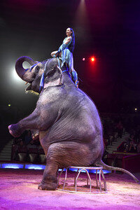 Circus Krone Premiere in München